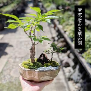盆栽:桜・長寿梅寄せ植え*(2026年開花終了...の詳細画像5