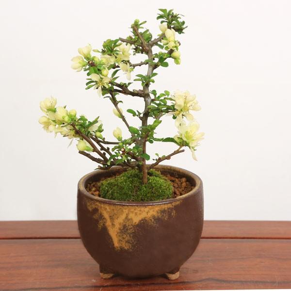 ミニ盆栽：白花長寿梅(信楽焼茶丸足付鉢)*鉢植え 鉢花 祝い 誕生日祝 御祝 プレゼント bonsa...