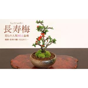 ミニ盆栽:長寿梅*(瀬戸焼三彩鉢) 鉢色選べる...の詳細画像2