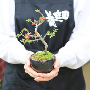 敬老の日ギフトにも ミニ盆栽:長寿梅*(瀬戸焼...の詳細画像2