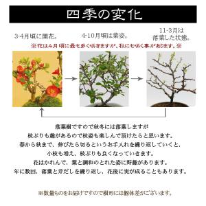 敬老の日ギフトにも ミニ盆栽:長寿梅*(瀬戸焼...の詳細画像5