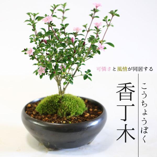 小品盆栽：香丁木(瀬戸焼黒鉄鉢)* 小花 花  鉢植え 鉢花 プレゼント  bonsai
