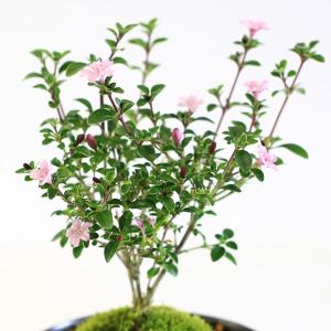 小品盆栽:香丁木(瀬戸焼黒鉄鉢)* 小花 花 ...の詳細画像1