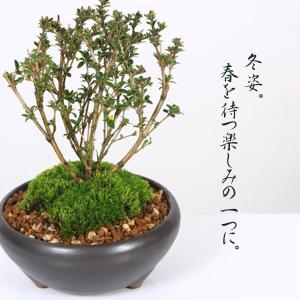 小品盆栽:香丁木(瀬戸焼黒鉄鉢)* 小花 花 ...の詳細画像2