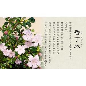 小品盆栽:香丁木(瀬戸焼黒鉄鉢)* 小花 花 ...の詳細画像3