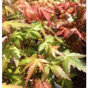 ミニ盆栽:山もみじ (信楽焼小鉢)* 鉢植え ...の詳細画像1