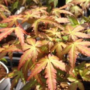 ミニ盆栽:山もみじ (信楽焼小鉢)* 鉢植え ...の詳細画像2