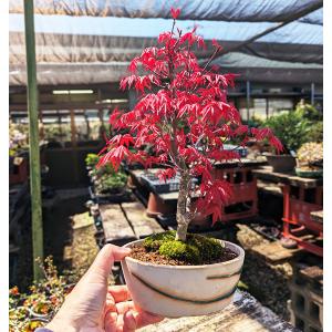 盆栽:出猩々もみじ(瀬戸焼鉢) *秋 鉢植え ...の詳細画像1