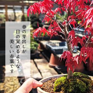 盆栽:出猩々もみじ(瀬戸焼鉢) *秋 鉢植え ...の詳細画像2
