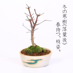 盆栽:出猩々もみじ(瀬戸焼鉢) *秋 鉢植え ...の詳細画像3