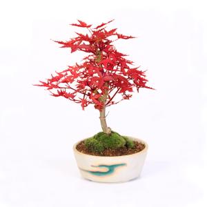 盆栽:出猩々もみじ(瀬戸焼鉢) *秋 鉢植え ...の詳細画像4