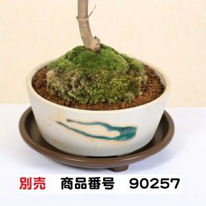 盆栽:出猩々もみじ(瀬戸焼鉢) *秋 鉢植え ...の詳細画像5