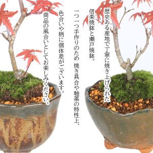 小品盆栽:出猩々もみじ*苔付き(信楽焼鉢 瀬戸...の詳細画像2