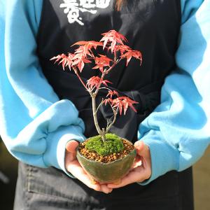 小品盆栽:出猩々もみじ*苔付き(信楽焼鉢 瀬戸...の詳細画像5