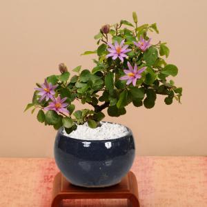 ミニ盆栽:睡蓮木(瀬戸焼濃藍丸鉢)*(2026...の詳細画像1