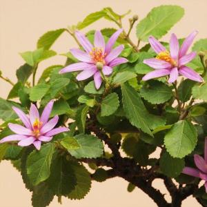 ミニ盆栽:睡蓮木(瀬戸焼濃藍丸鉢)*(2026...の詳細画像2