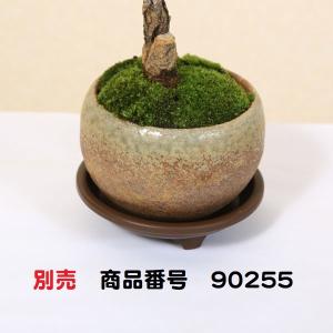 ミニ盆栽:睡蓮木(瀬戸焼濃藍丸鉢)*(2026...の詳細画像5