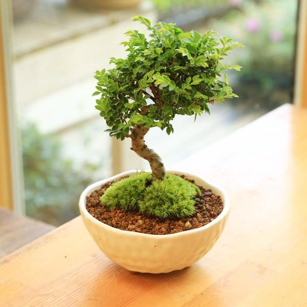 小品盆栽：黄金けやき(瀬戸焼白鉢）* 祝い gift 誕生日祝 bonsai ギフト プレゼント