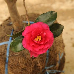 かん椿スモークツリー 庭木：立寒椿（たちかんつばき）*（勘次郎）サザンカ/かんつばき 樹高