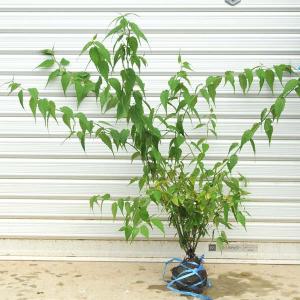 庭木：ヤマブキ（山吹）黄色八重｜y-bonsai