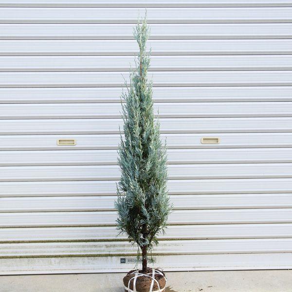 庭木：コニファー（ウィチッタブルー）*　樹高：80ｃｍこにふぁー　