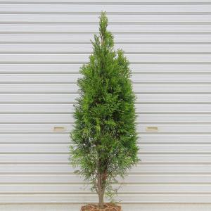 庭木：山茱萸（サンシュユ）*さんしゅゆ（金時） : 遊恵盆栽 Yahoo!店