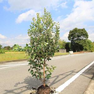 庭木：フェイジョア（ふぇいじょあ）*　樹高：約150ｃｍ　全高：約170ｃｍ　佐川大型商品発送　