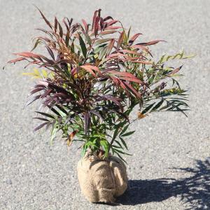 錦木 盆栽 楽天市場】【送料無料】 錦木 / ニシキギ 小品盆栽 （いよじ園