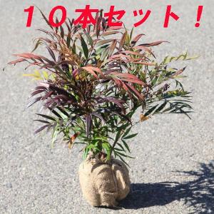 庭木：槙（ラカンマキ）*樹高100cm 佐川急便 らかんまき : 遊恵盆栽