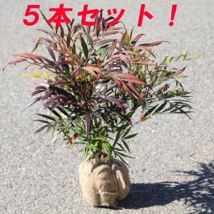 庭木：マホニアコンフューサ*（細葉ヒイラギナンテン） : 遊恵盆栽