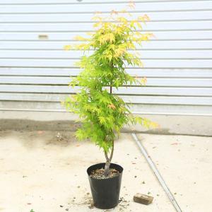 ちょうどよい大きさの美しい樹形　庭木・植木：モミジの木*青しだれもみじ　赤しだれもみじ　など *｜遊恵盆栽　Yahoo!店