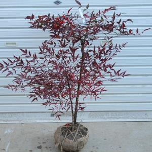 庭木・植木：一才ヒトツバタコ*（なんじゃもんじゃの木）ナンジャ