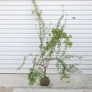 おしゃれ 観葉植物：トレベシア パルマータ*スノーフレークプラント