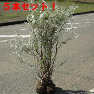 観葉植物 鉢花 苗：バンクシア バースデー キャンドル*6号 Birthday