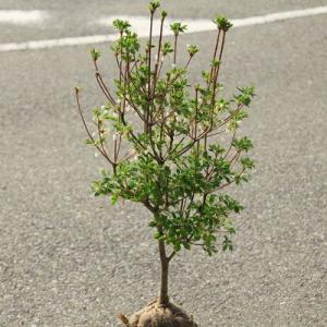 庭木:ドウダンツツジ*(どうだんつつじ)樹高約...の詳細画像1