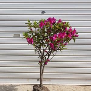 庭木：ソヨゴ そよご（株立ち）（雌株）* 樹高：約150cm 全高：約