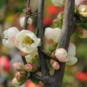 ボケ 花の商品一覧 通販 Yahoo ショッピング