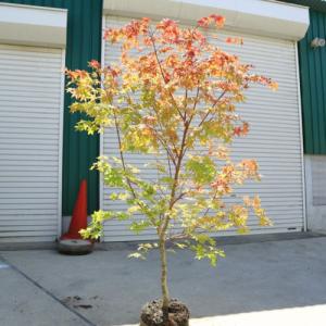 庭木：山もみじ*（モミジ）　樹高：約150ｃｍ　全高：約170ｃｍ　佐川急便発送　紅葉