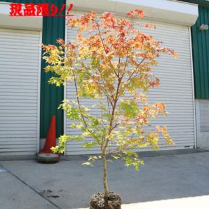 もみじ アオシダレ 大株 : 横の植木屋さん - 通販 - Yahoo!ショッピング