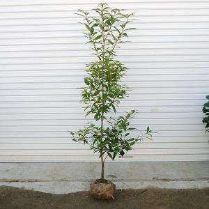 特選庭木 植木 観葉植物：オリーブ（シプレッシーノ）極太 SOUJU 創樹