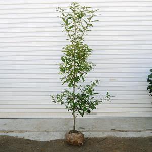 庭木：白樫（シラカシ）*　樹高：約160ｃｍ　全高：約170ｃｍ　佐川急便発送！｜y-bonsai