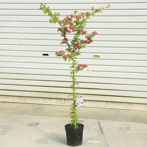 八重咲き紅花サンザシ（メイフラワー）＊花付きとは限りません