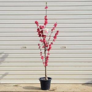 南京ハゼ 庭木：ナンキンハゼ（南京はぜ）* メトロキャンドル : 遊恵盆栽 Yahoo