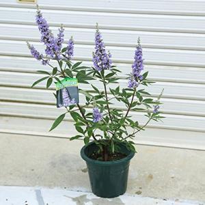 庭木：西洋ニンジンボク　紫