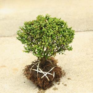 庭木：マメツゲ・小（玉作り）