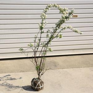 庭木：槙（ラカンマキ）*樹高100cm 佐川急便 らかんまき : 遊恵盆栽