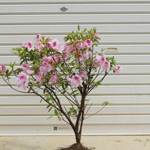 庭木：ヒラドツツジ（桃花）｜y-bonsai