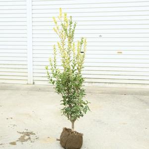 ヒイラギ様★専用商品★ Amazon.co.jp: 遊恵盆栽 庭木・植木・鉢植え：オニヒイラギ（鬼