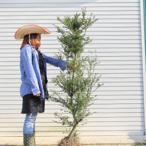 遊恵盆栽 Yahoo 店 玄関前にオススメ 植木 庭木 Yahoo ショッピング