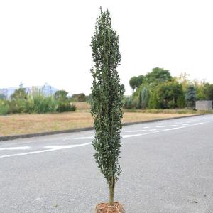 楽天市場】ソヨゴ 単木 1m 露地 苗 : トオヤマグリーン 【スカイペンシル】10本セット　樹高0.5m（鉢底から）　サンプル画像　同等品の発送　　　【送料無料】沖縄は送料が必要